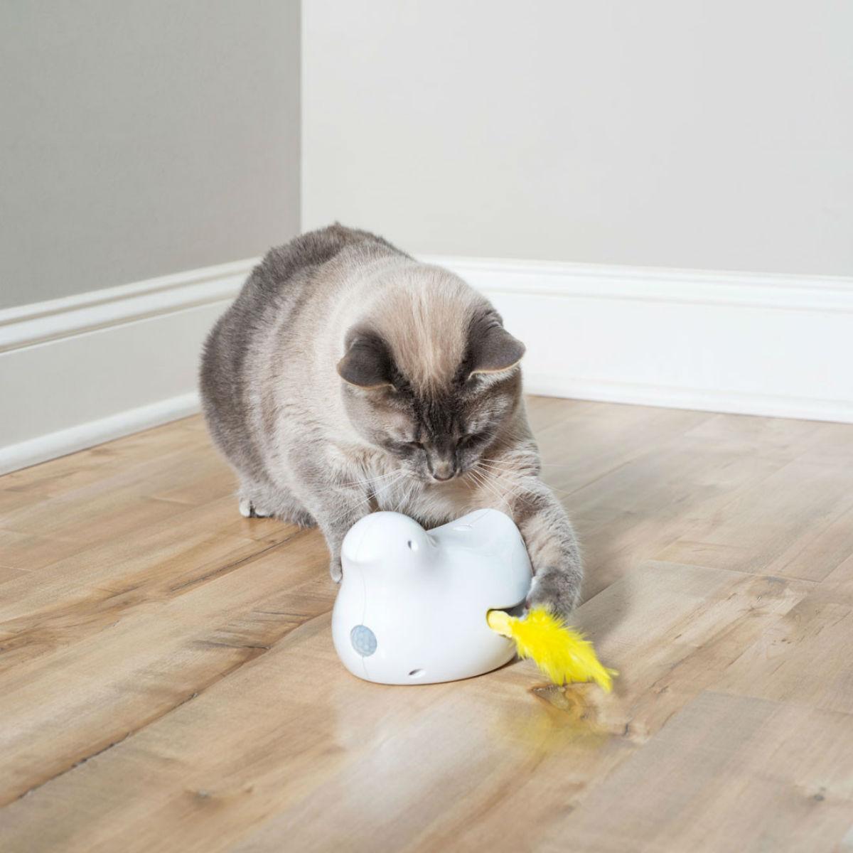 tweeting bird cat toy