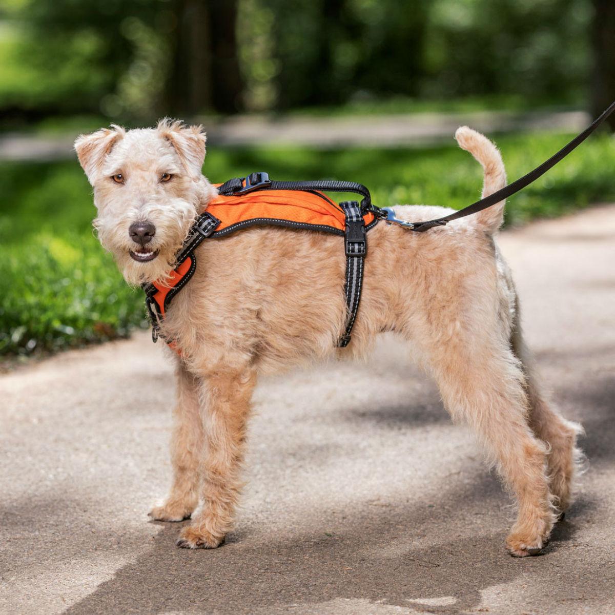 Petsafe walk along hot sale outdoor dog harness