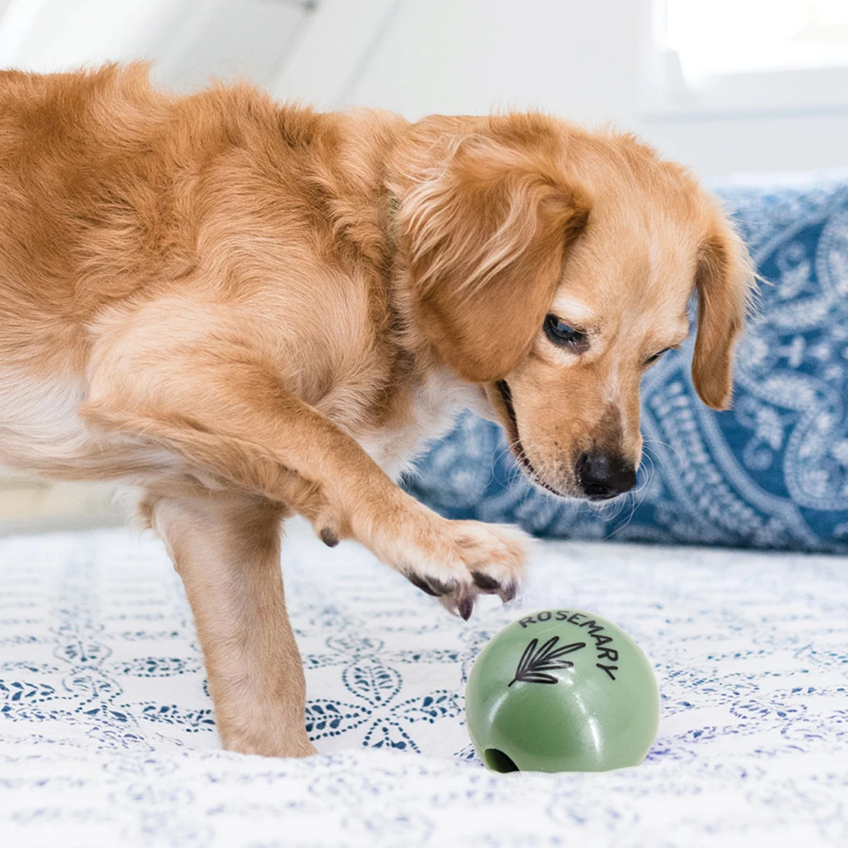 World Cup Soccer Dogs - Same Day Shipping at BaxterBoo