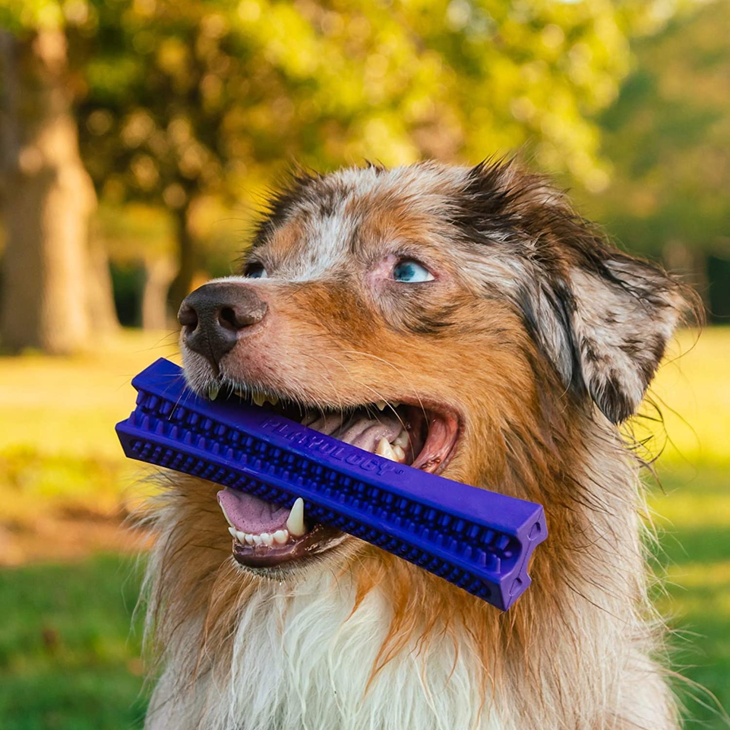 Pet Life 'Denta-Bone' TPR Treat Dispensing and Dental Cleaning Durable Dog Toy - Orange