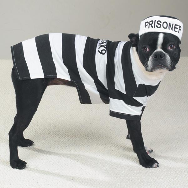 Casual Canine Prisoner Dog Halloween Costume