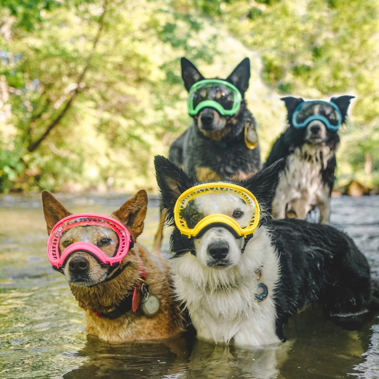 Rex Specs V2 Dog Goggles - Limited Edition Ne... | BaxterBoo