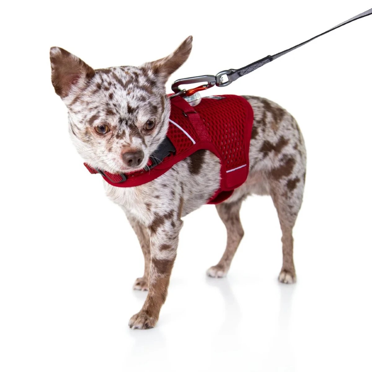 Sleepypod Martingale Mesh Calming Dog Harness - Strawberry Red