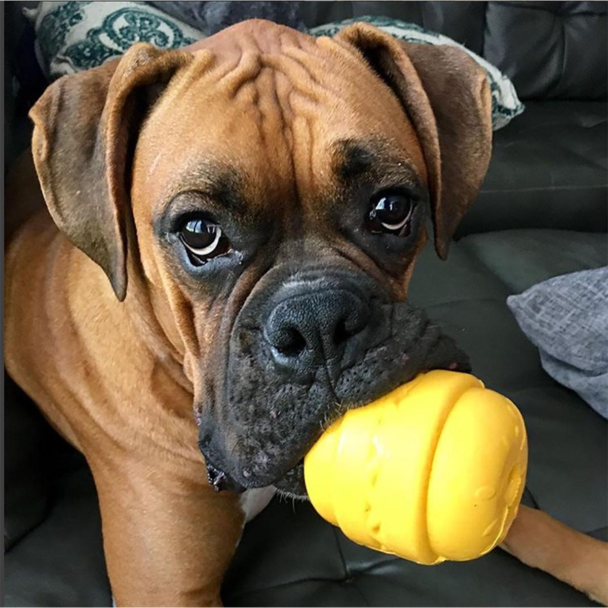 hamburger dog toy