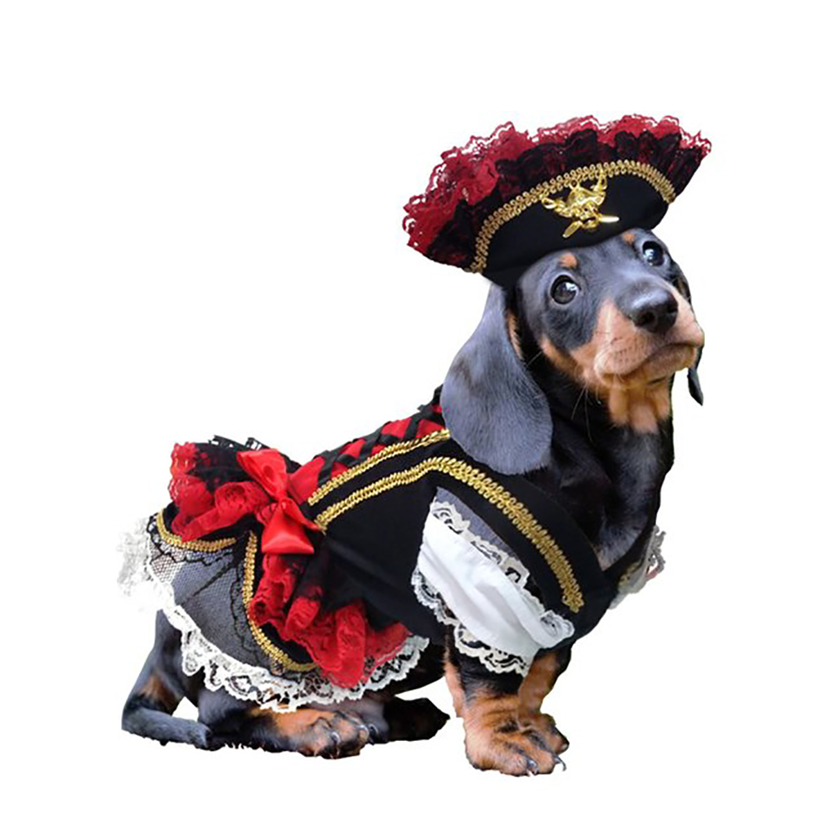 Puppe Love Swashbuckler Pirate Dog Costume 