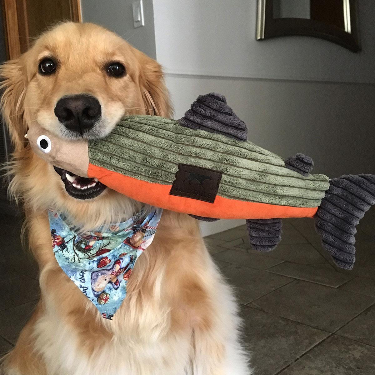 Tall Tails Fish Dog Toy with Same Day Shipping BaxterBoo