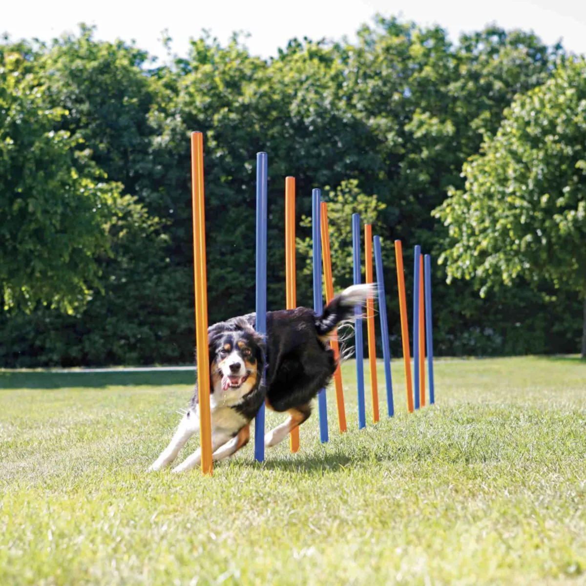 Trixie Agility Slalom