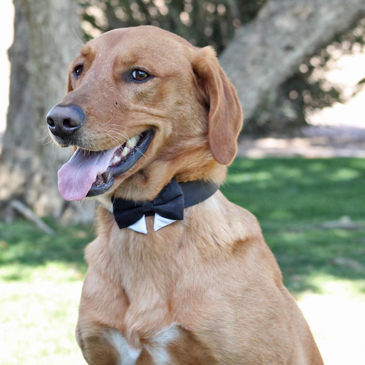 Dog collar keychain dog bow apple fall dog collar apple dog collar collar bow apples collar with bow tie collar with bow bow tie