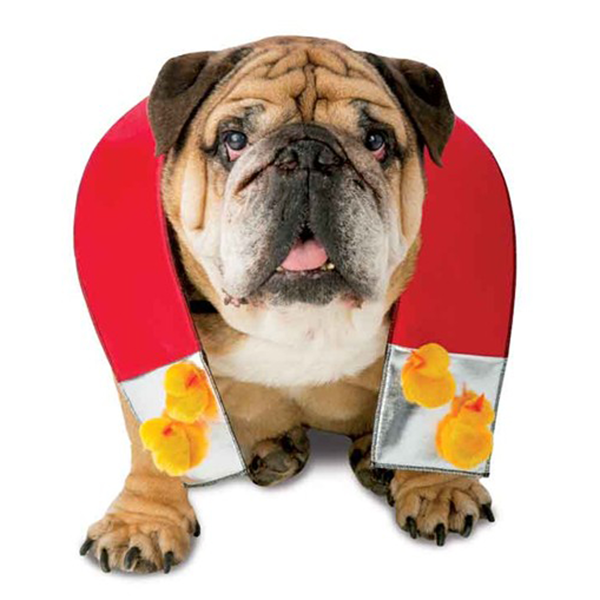 Zelda Chick Magnet Halloween Dog Costume