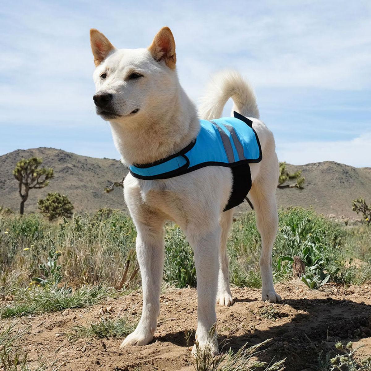 zippy paws cooling vest