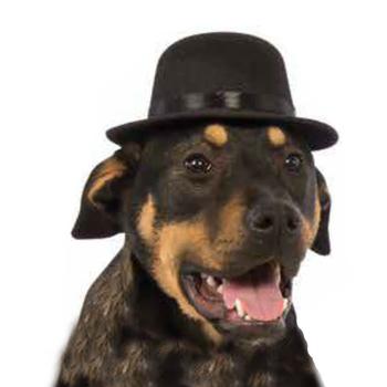 black top hat for dogs