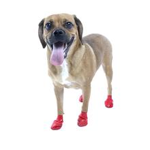 Disposable Dog Booties