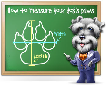 How to Measure Your Dog